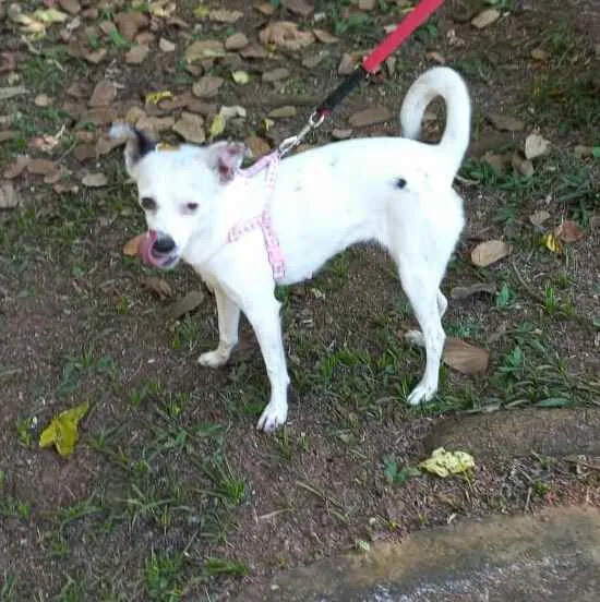 Cachorro raça  idade 2 anos nome Julie 