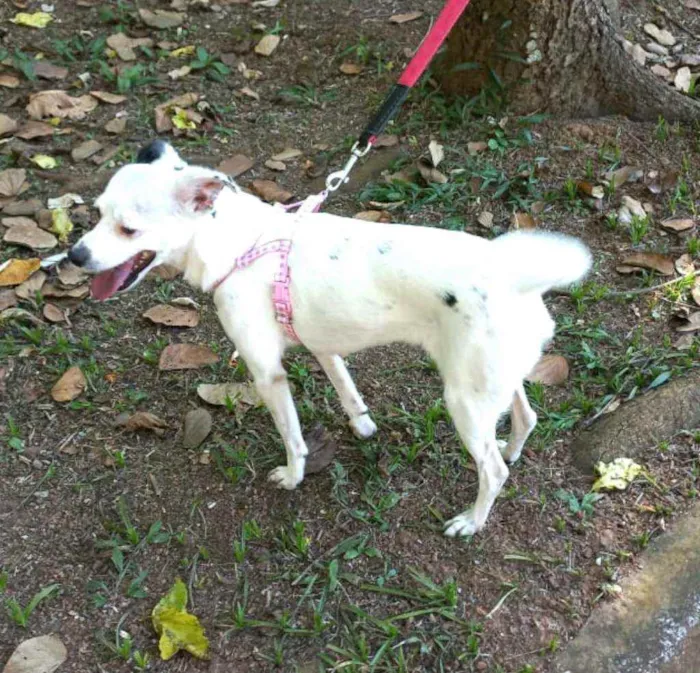 Cachorro raça  idade 2 anos nome Julie 