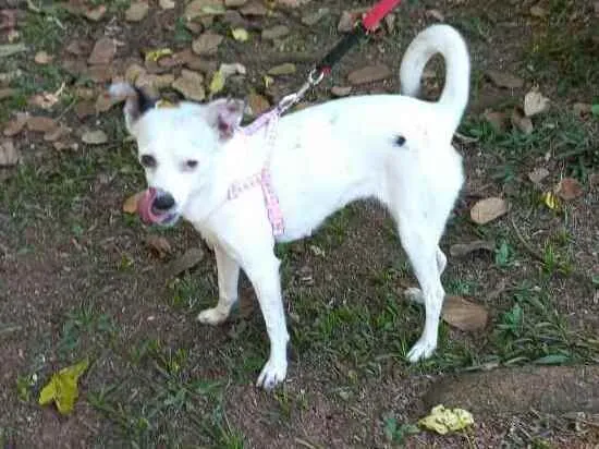 Cachorro raça  idade 2 anos nome Julie 