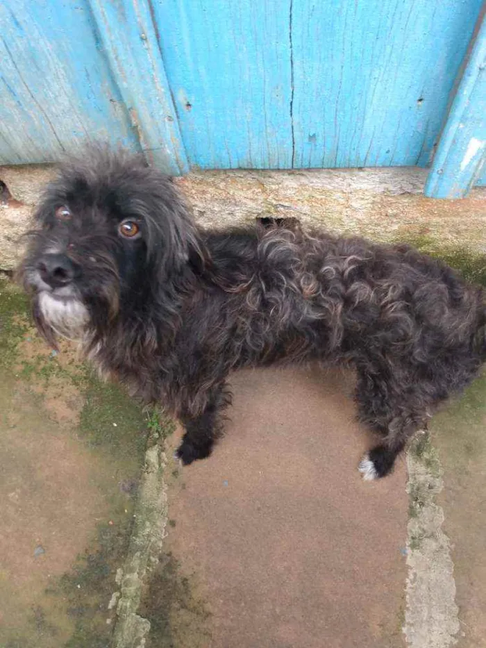 Cachorro ra a Não sei idade 4 anos nome Linco