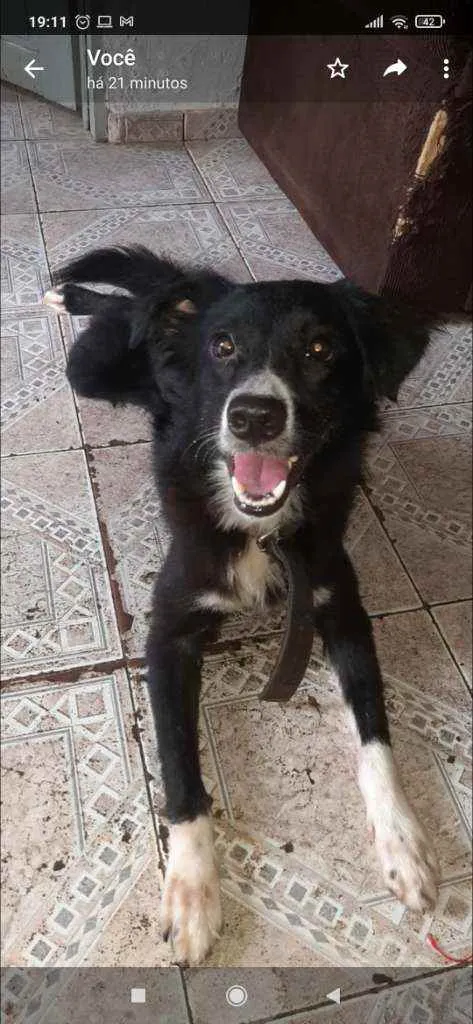 Cachorro raça Vira lata idade 1 ano nome Barth