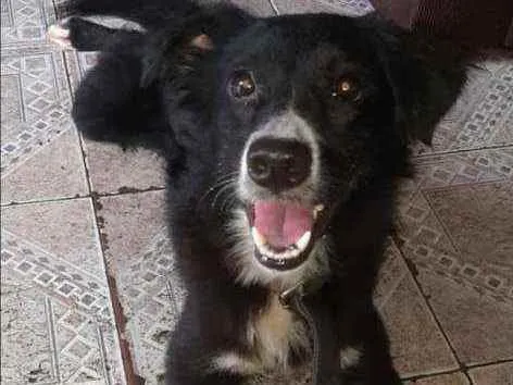 Cachorro raça Vira lata idade 1 ano nome Barth