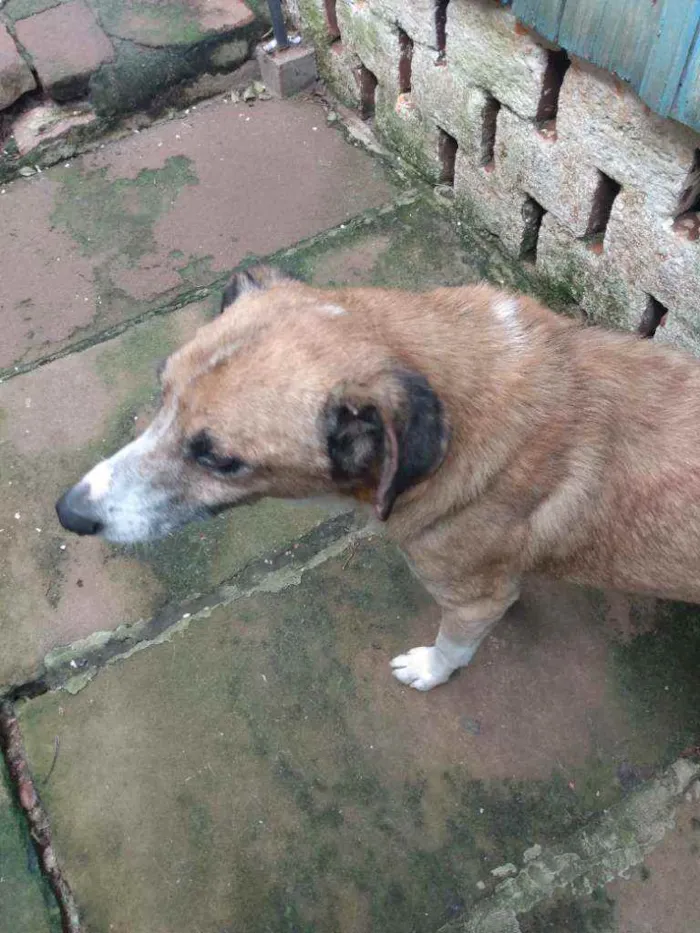 Cachorro ra a Comum idade 6 ou mais anos nome Escolfiel