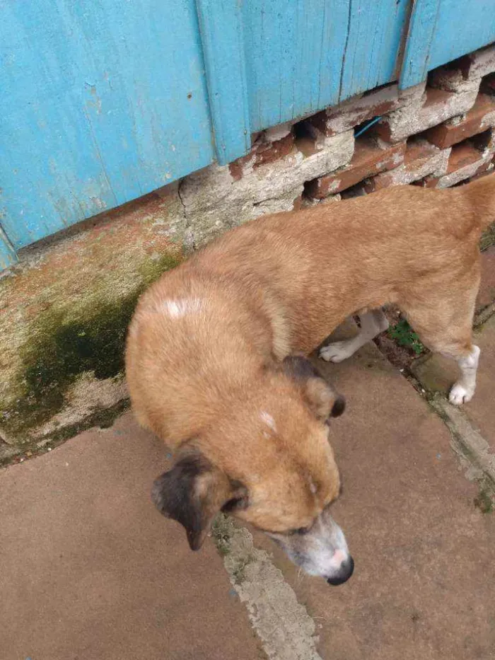 Cachorro ra a Comum idade 6 ou mais anos nome Escolfiel