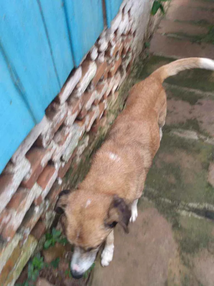 Cachorro ra a Comum idade 6 ou mais anos nome Escolfiel