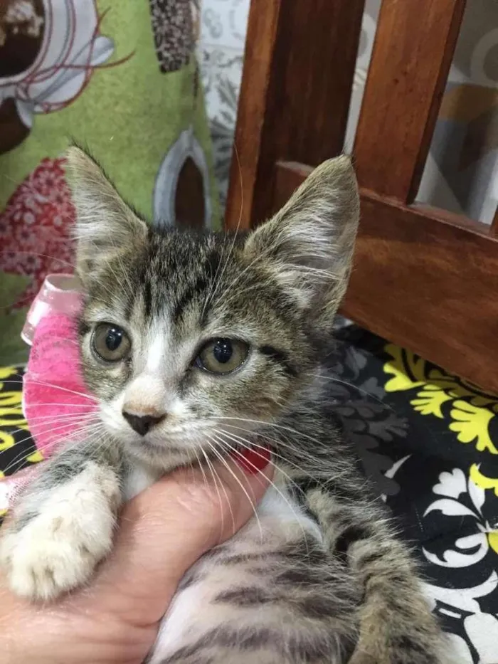 Gato ra a SRD-ViraLata idade Abaixo de 2 meses nome Jujuba