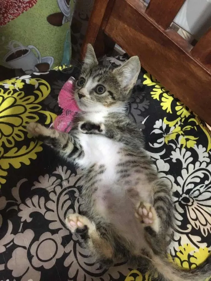 Gato ra a SRD-ViraLata idade Abaixo de 2 meses nome Jujuba