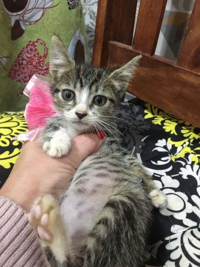 Gato ra a SRD-ViraLata idade Abaixo de 2 meses nome Jujuba