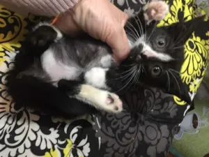 Gato raça SRD-ViraLata idade Abaixo de 2 meses nome Pandinha