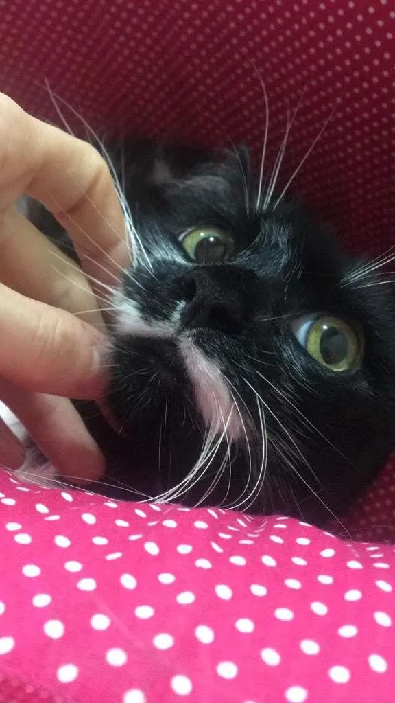 Gato ra a SRD-ViraLata idade Abaixo de 2 meses nome Pandinha