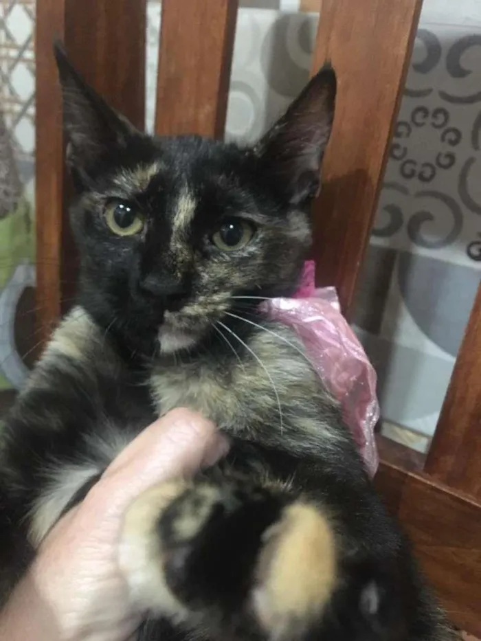 Gato ra a SRD-ViraLata idade 2 a 6 meses nome PÉROLA