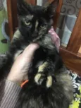 PÉROLA