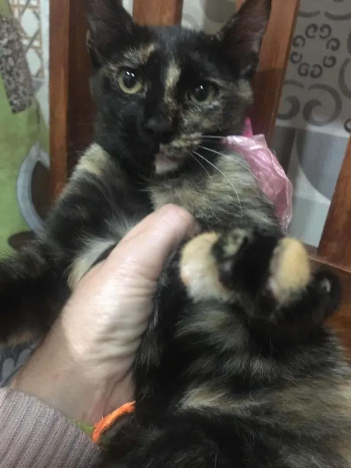 Gato ra a SRD-ViraLata idade 2 a 6 meses nome PÉROLA