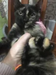 PÉROLA