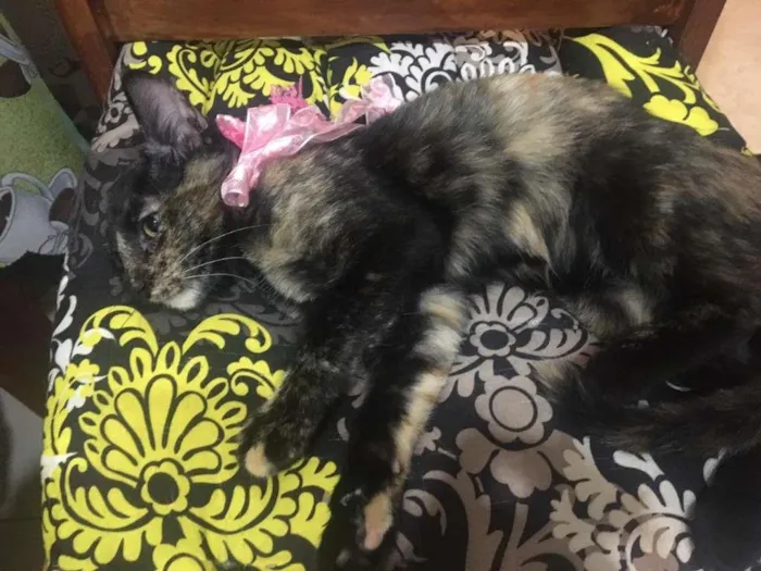 Gato ra a SRD-ViraLata idade 2 a 6 meses nome PÉROLA
