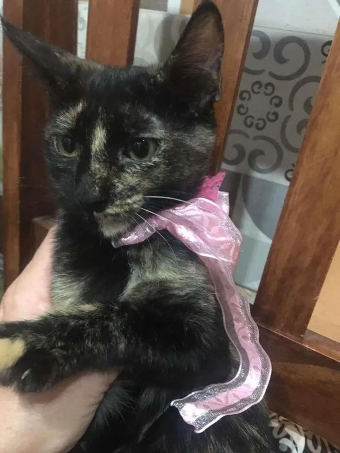 Gato ra a SRD-ViraLata idade 2 a 6 meses nome PÉROLA