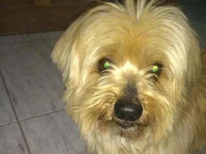 Cachorro raça  idade 4 anos nome Mike 