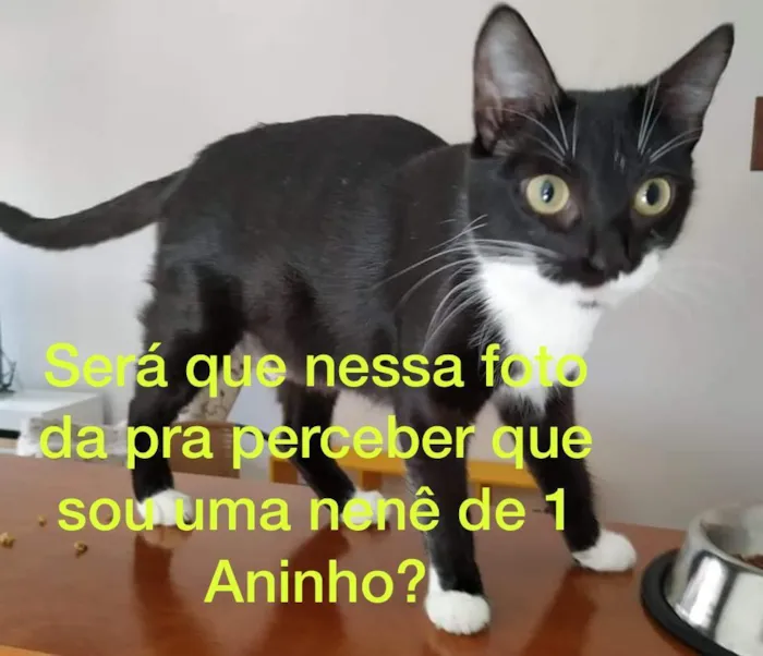 Gato ra a SRD-ViraLata idade 1 ano nome Zoe