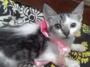 Gato raça SRD-ViraLata idade 2 a 6 meses nome Luna