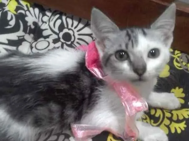Gato ra a SRD-ViraLata idade 2 a 6 meses nome Luna