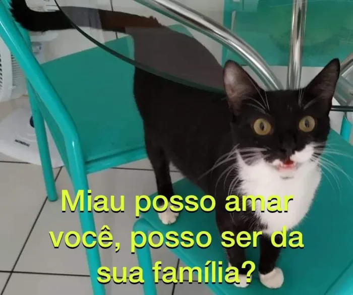 Gato ra a SRD-ViraLata idade 1 ano nome Zoe