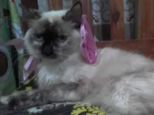 Gato raça SRD-ViraLata idade 7 a 11 meses nome Malu