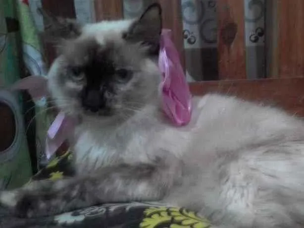 Gato ra a SRD-ViraLata idade 7 a 11 meses nome Malu
