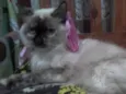 Malu