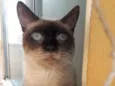 Vitória
