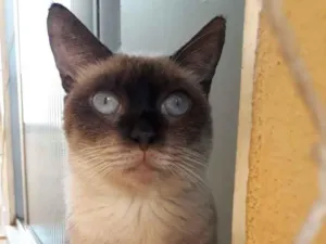 Gato raça Siames idade 1 ano nome Vitória