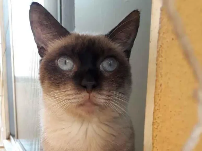 Gato ra a Siames idade 1 ano nome Vitória