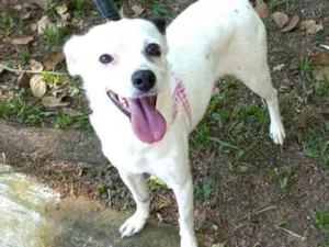 Cachorro raça  idade 2 anos nome Julie 