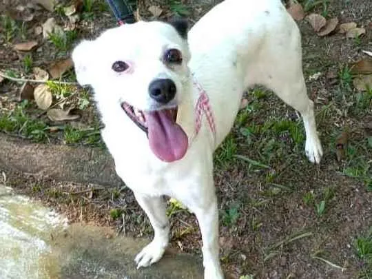 Cachorro raça  idade 2 anos nome Julie 