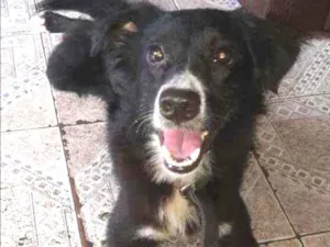 Cachorro raça Vira lata idade 1 ano nome Barth