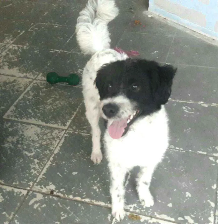 Cachorro raça  idade 2 anos nome Billy 