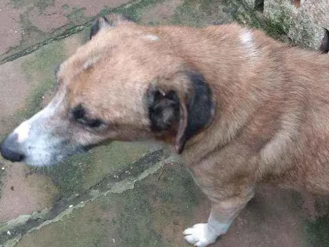 Cachorro ra a Comum idade 6 ou mais anos nome Escolfiel