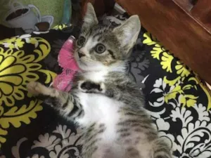 Gato raça SRD-ViraLata idade Abaixo de 2 meses nome Jujuba