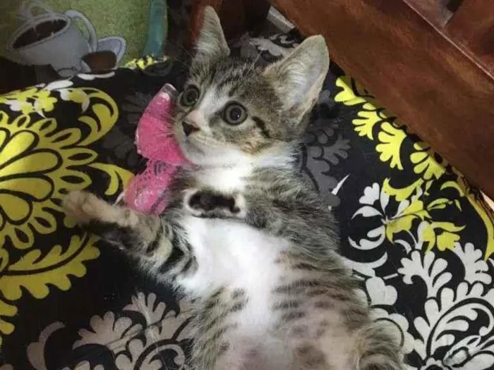 Gato ra a SRD-ViraLata idade Abaixo de 2 meses nome Jujuba