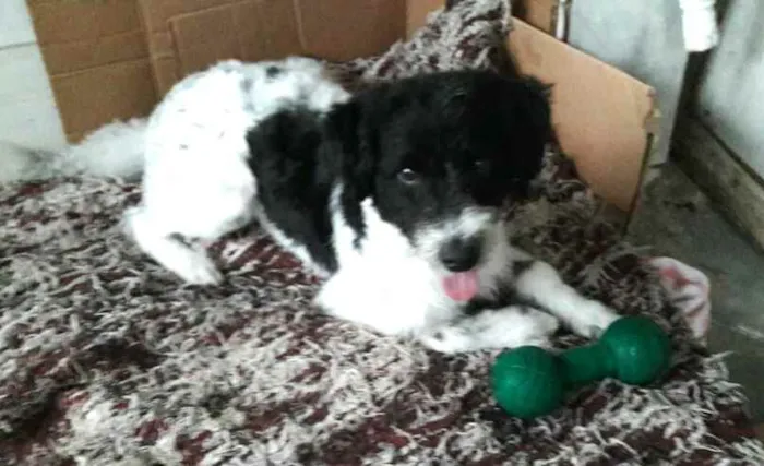 Cachorro raça  idade 2 anos nome Billy 