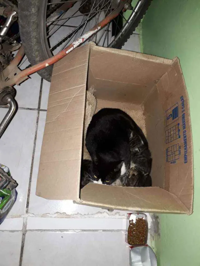 Gato raça Sem raça  idade 1 ano nome Frajolinha 
