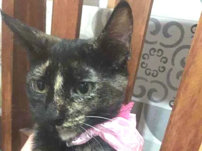 Gato ra a SRD-ViraLata idade 2 a 6 meses nome PÉROLA