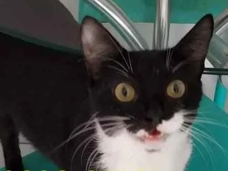 Gato ra a SRD-ViraLata idade 1 ano nome Zoe