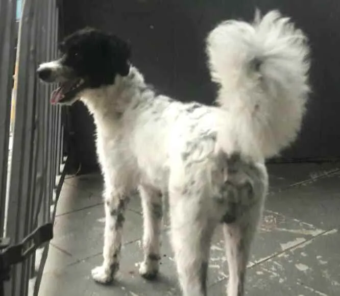 Cachorro raça  idade 2 anos nome Billy 