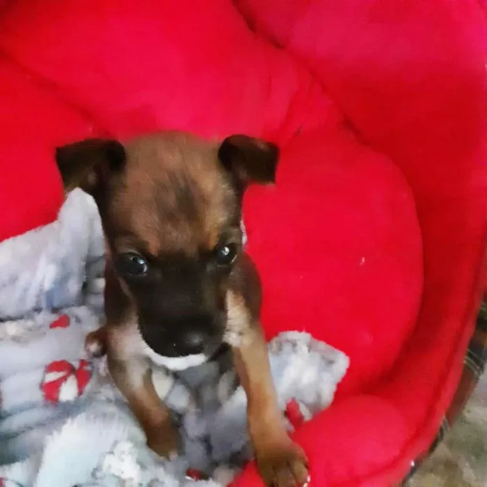 Cachorro raça Mix de Pinscher idade Abaixo de 2 meses nome Paçoca