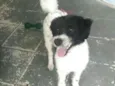Cachorro raça  idade 2 anos nome Billy 