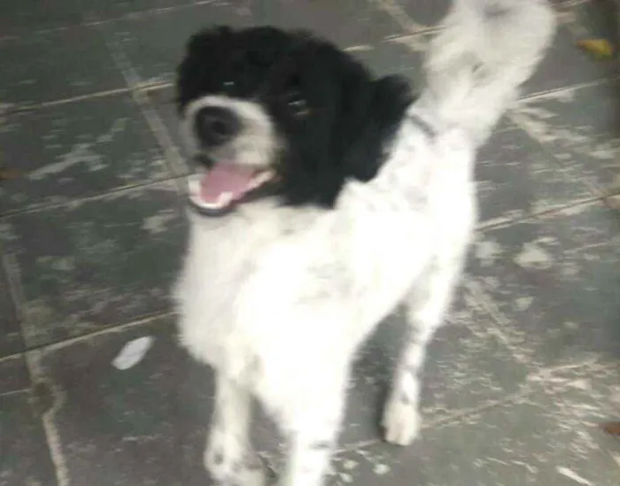 Cachorro raça  idade 2 anos nome Billy 