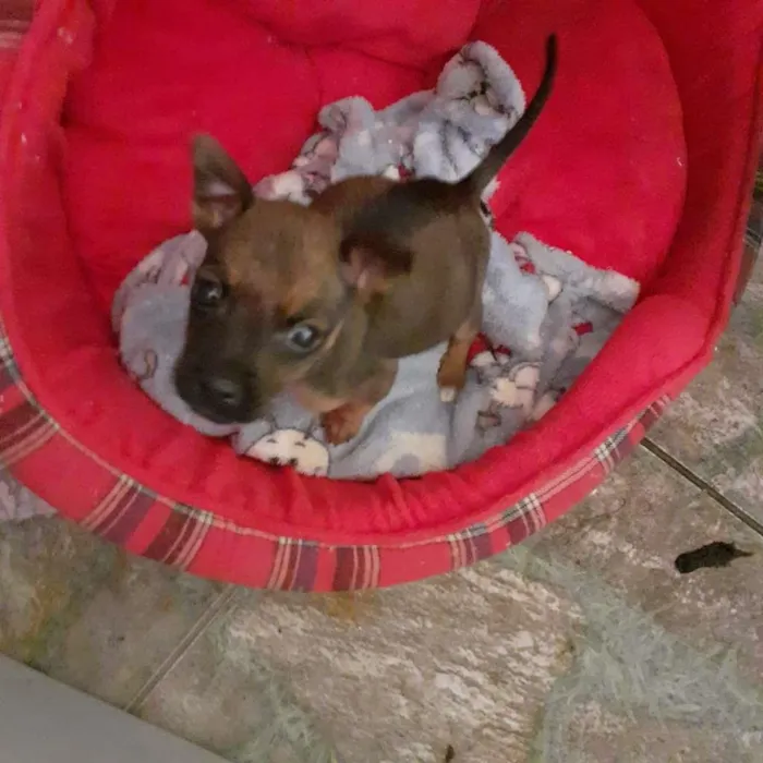 Cachorro raça Mix de Pinscher idade Abaixo de 2 meses nome Paçoca