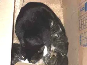 Gato raça Sem raça  idade 1 ano nome Frajolinha 