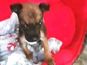 Cachorro raça Mix de Pinscher idade Abaixo de 2 meses nome Paçoca