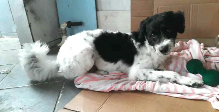 Cachorro raça  idade 2 anos nome Billy 